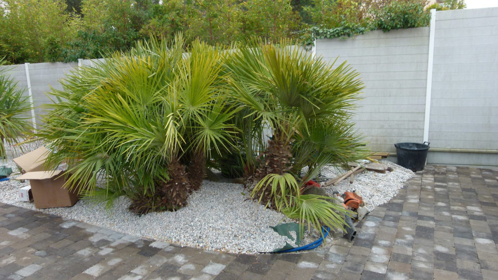 Chamaerops humilis